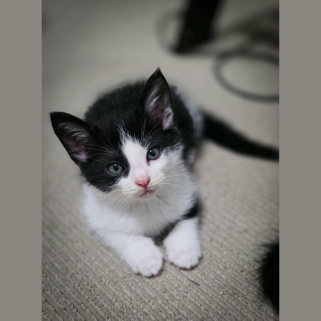 Photo of Meatball, Ziggy, Oreo & Chip