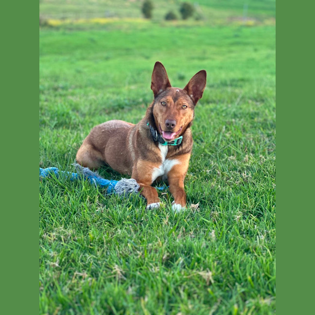 Photo of Cookie