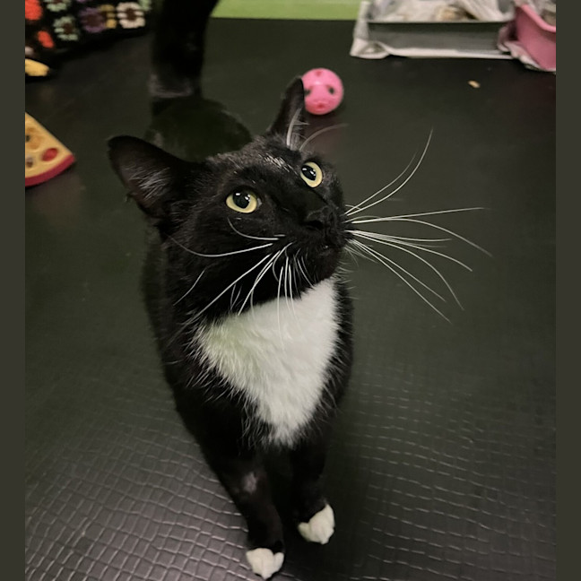 Photo of Maverick