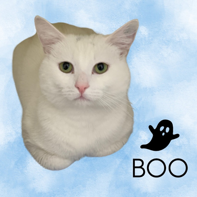 Photo of Boo
