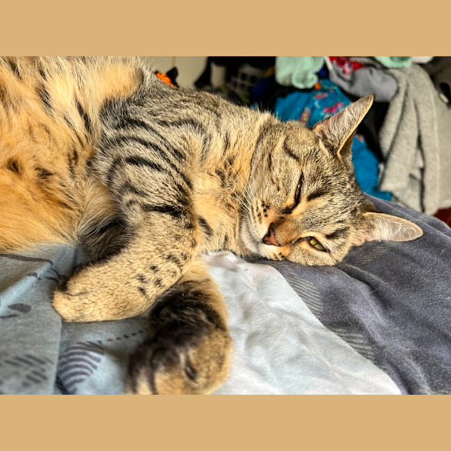 Photo of Stevie *9 Lives Project Rescue*