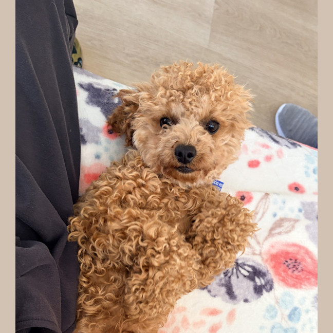Photo of Russell 🌞 17 Month Old Cavoodle 