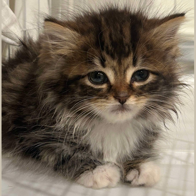 Photo of Lily