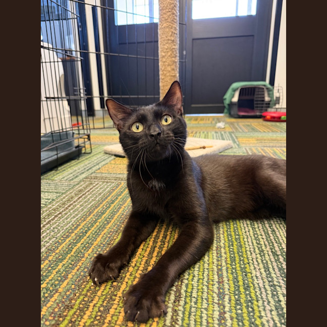 Photo of Shadow