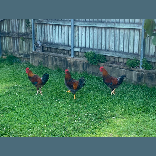 Photo of 3 Roosters 