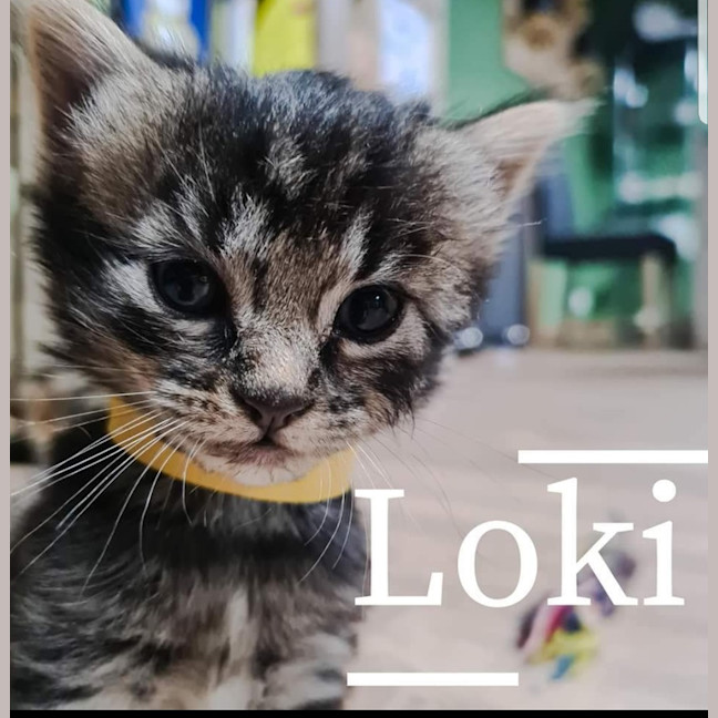 Photo of Loki 