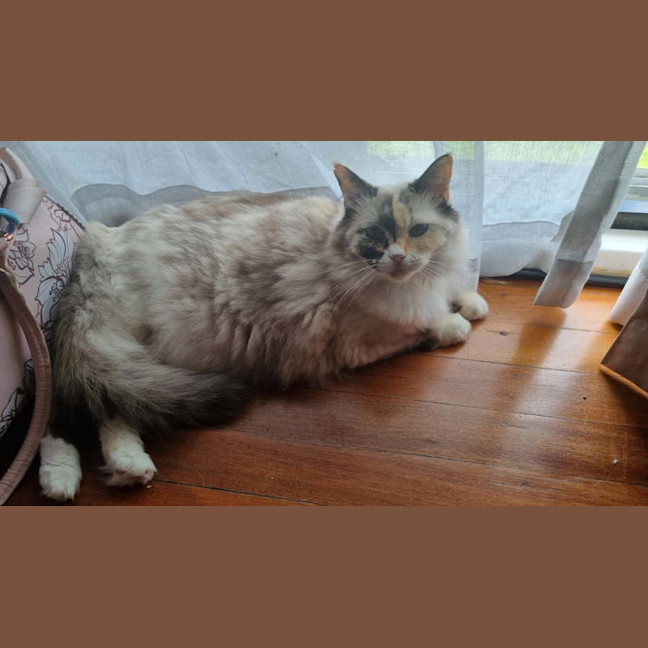 Photo of Gigi   6 Year Old Ragdoll