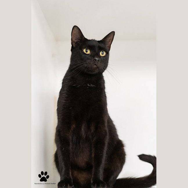 Photo of Celeste