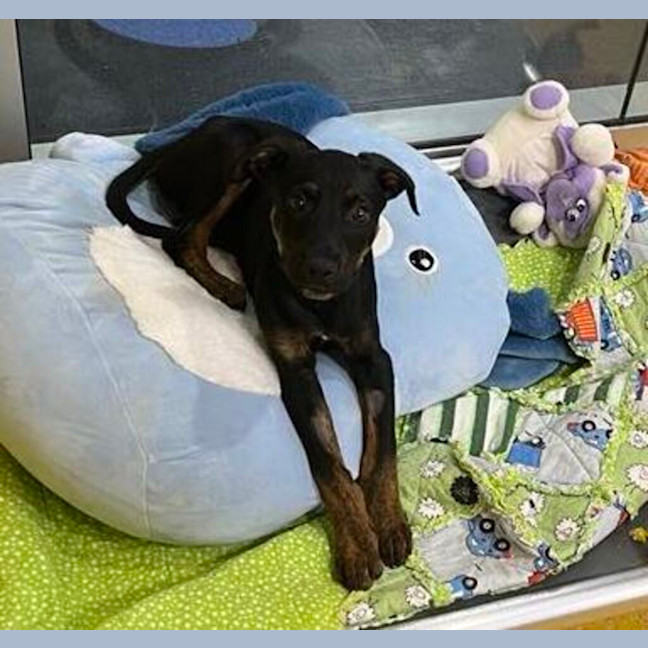 Photo of Jet