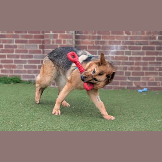 Photo of Roxy 