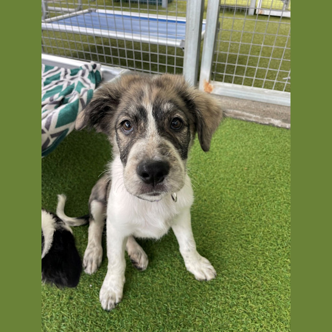 Photo of D1260 Olive