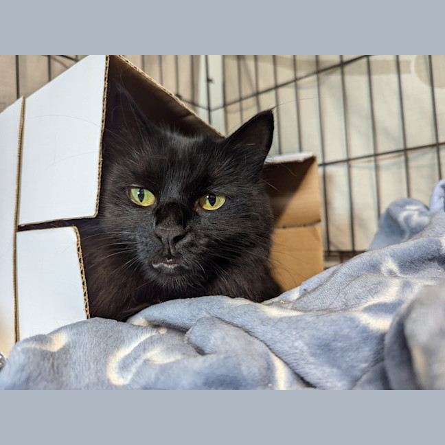 Photo of Shadow