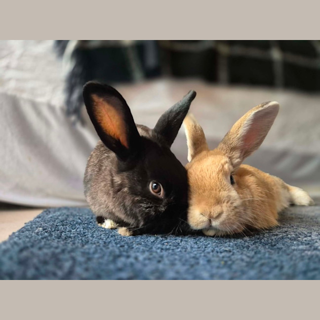 Photo of Eggy & Ellis