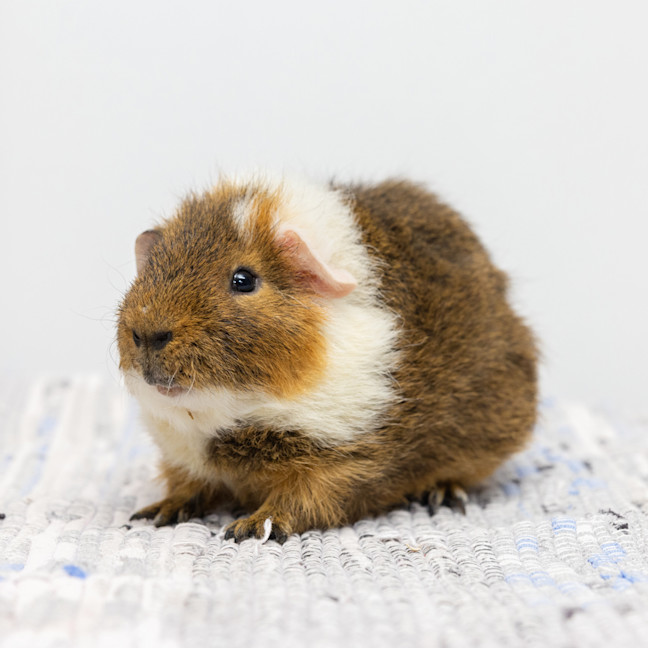 Photo of Chutney