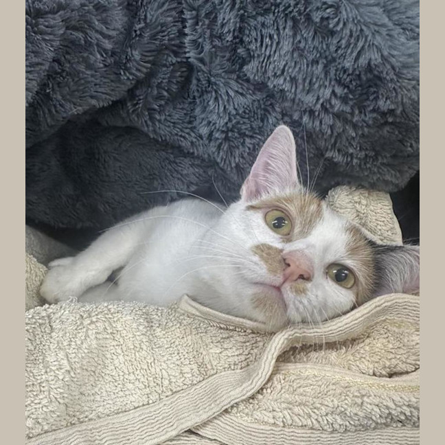 Photo of Wren