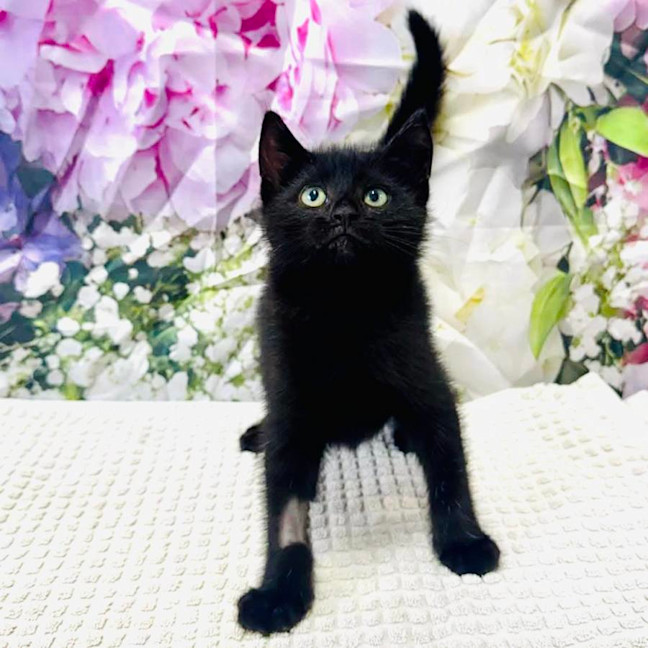 Photo of Wednesday   Located In Ashburton