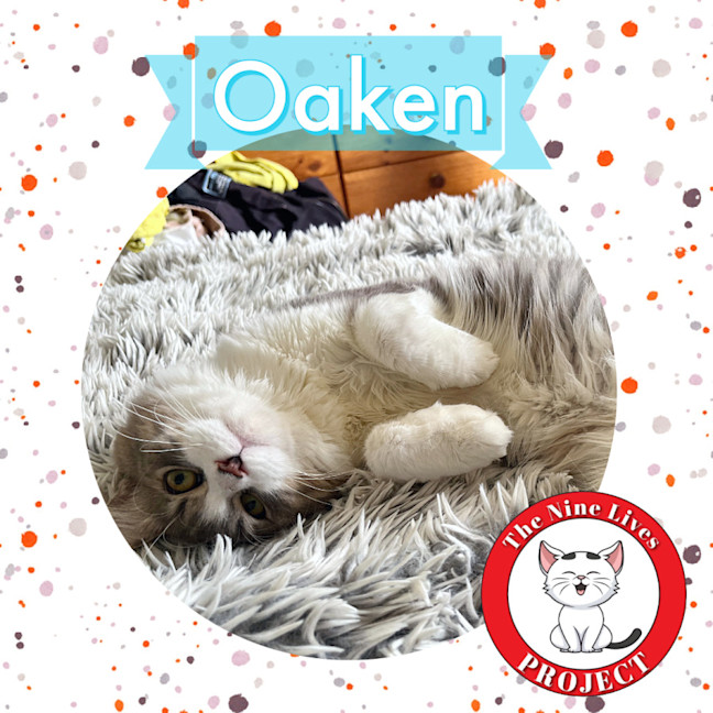 Photo of Oaken 😻 *9 Lives Project Rescue*