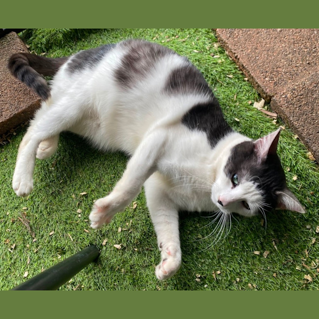 Photo of Neo