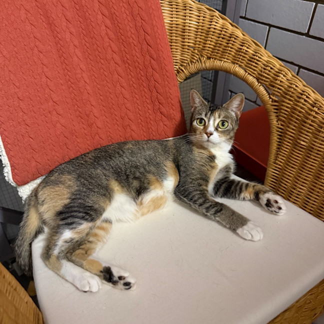 Photo of Rosie