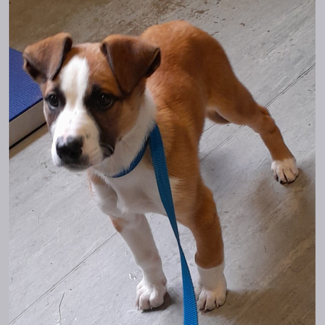 Photo of Rogue (Tuff)