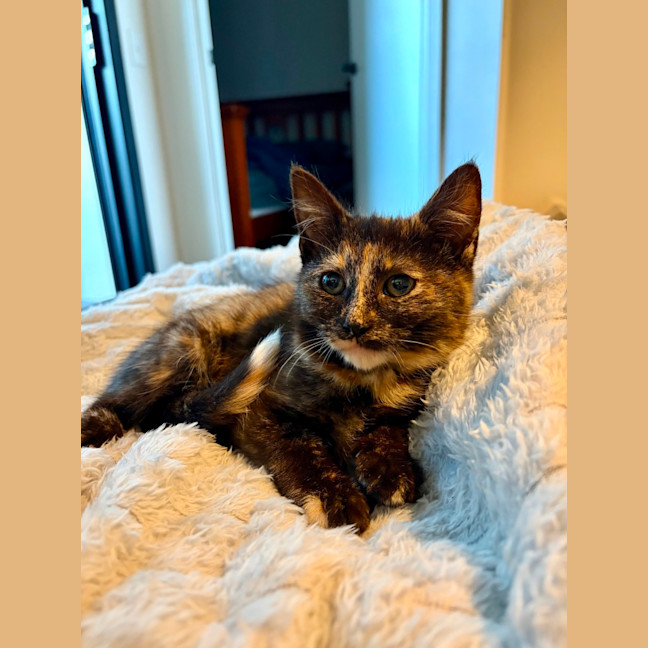 Photo of Whispa