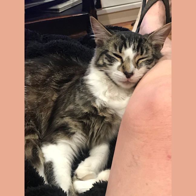 Photo of Cuddles And Sweetness