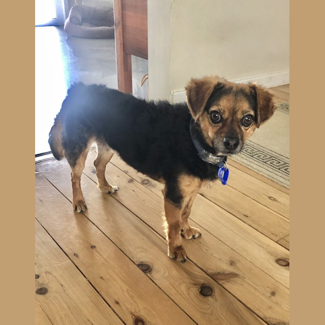 Photo of Barney   3 Year Old Chihuahua X Terrier