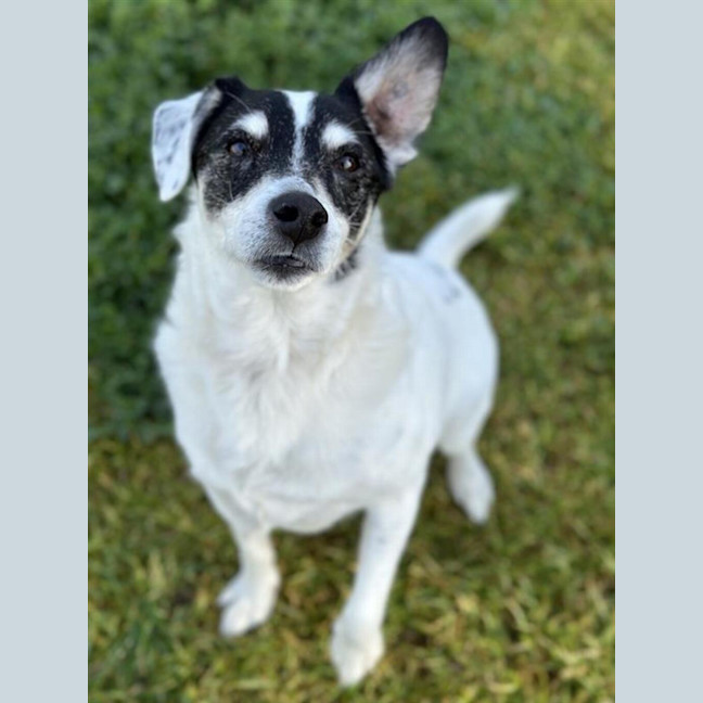 Photo of Toby 