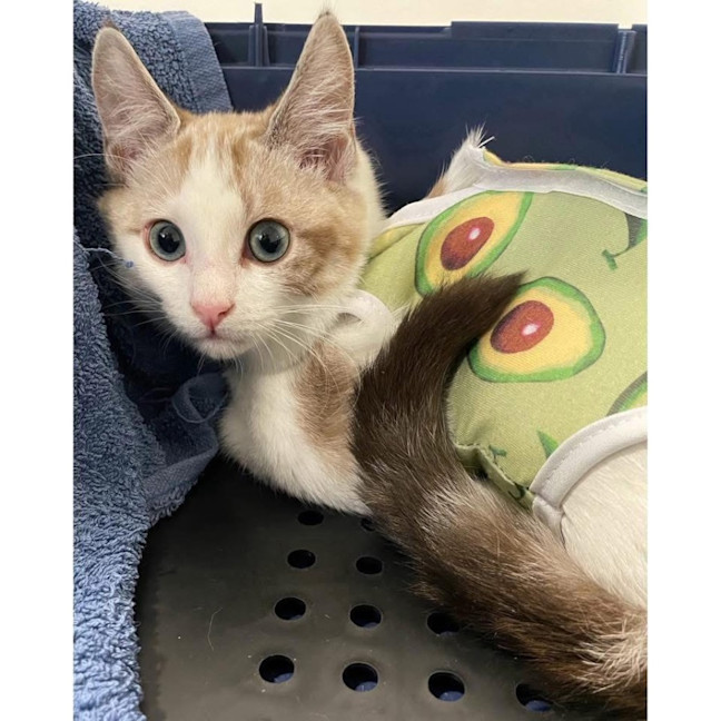 Photo of 12246   Mocha