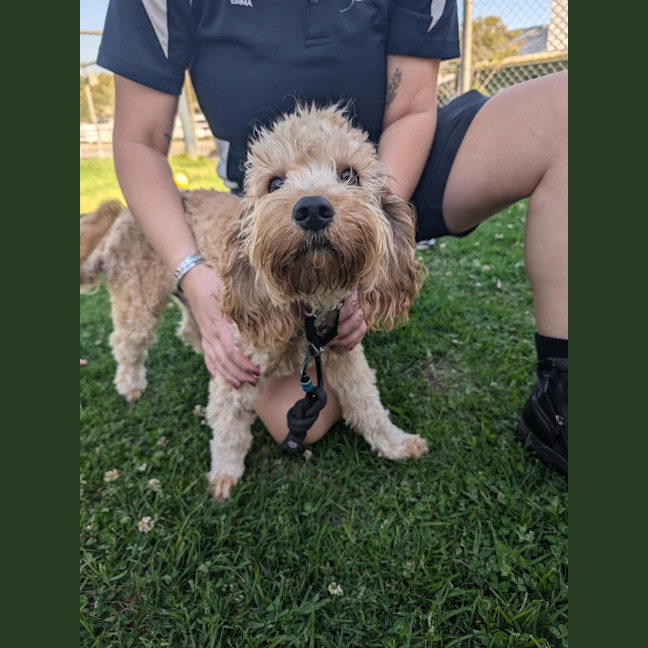 Photo of Watson
