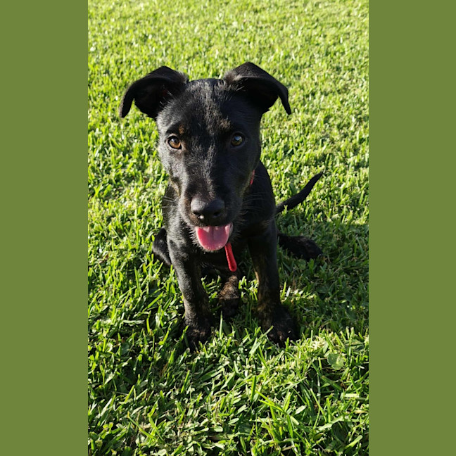 Photo of Oscar   4 Month Old Kelpie X Wolfhound