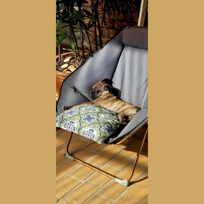 Photo of Diego   3 Month Old Staffy X Pug (Trial