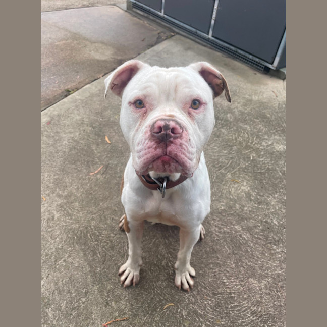 Photo of Goose
