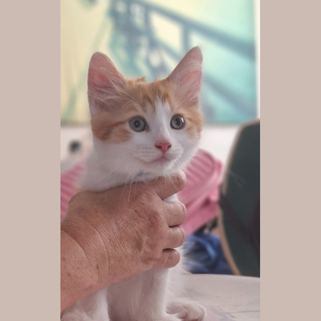 Photo of Herbie