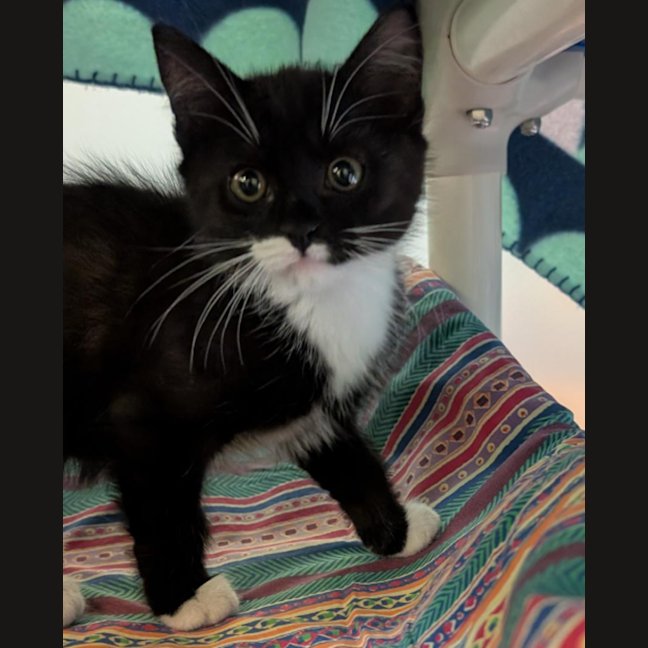 Photo of Frederic Chopin