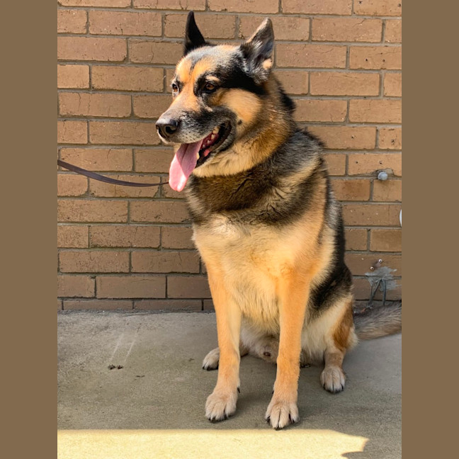 Photo of Diesel (64424)