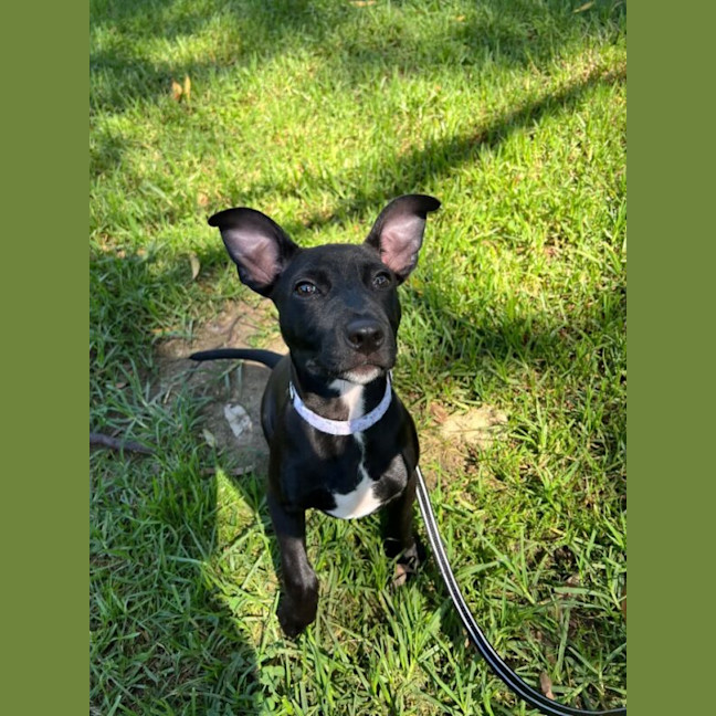 Photo of Milo