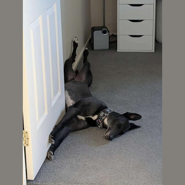 Photo of Panda, The Greyhound