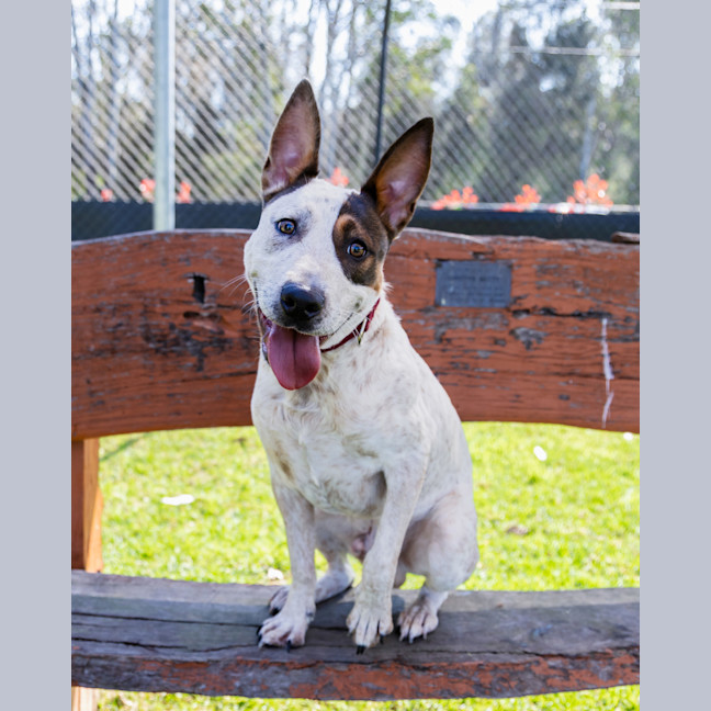 Photo of Toby