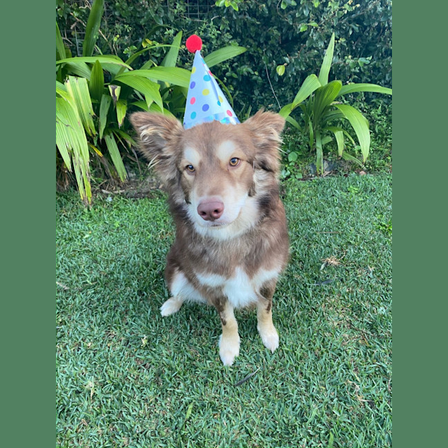 Photo of Simba