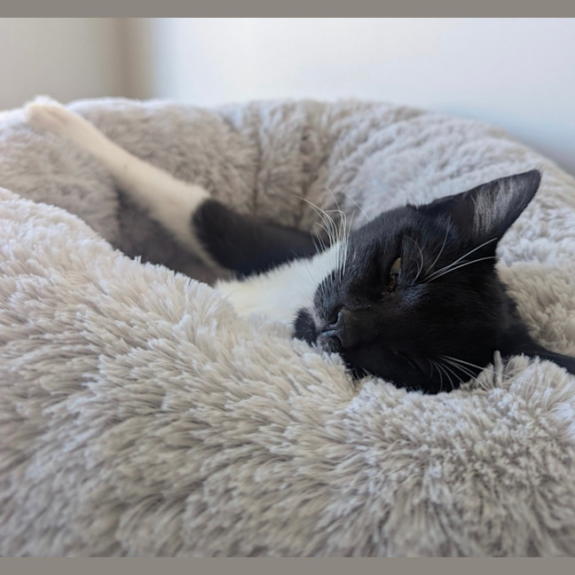 Photo of Jj   4 Month Old Domestic Short Hair