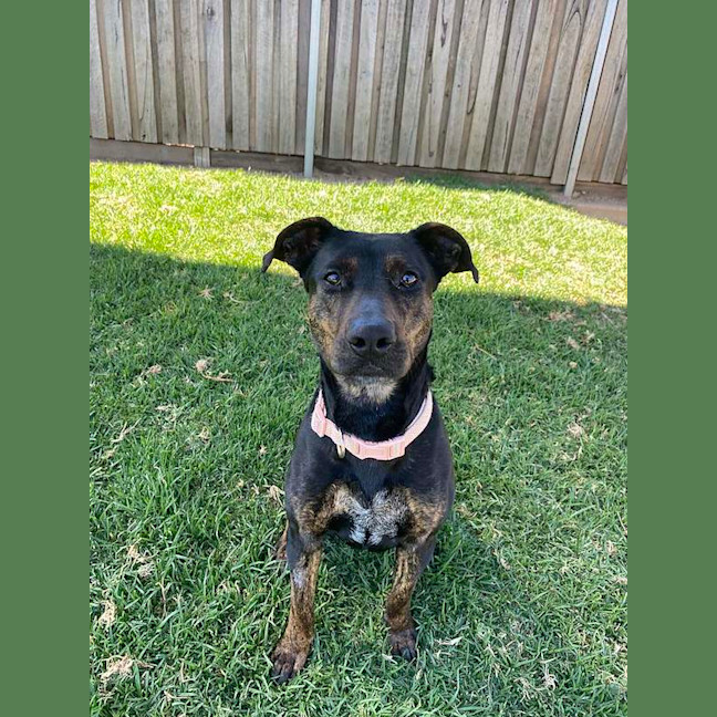 Photo of Penny