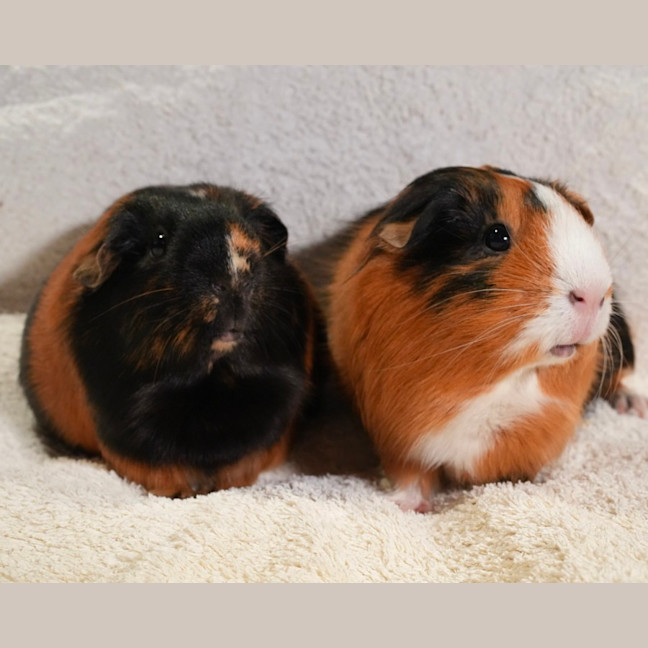 Photo of Sausage & Nutmeg