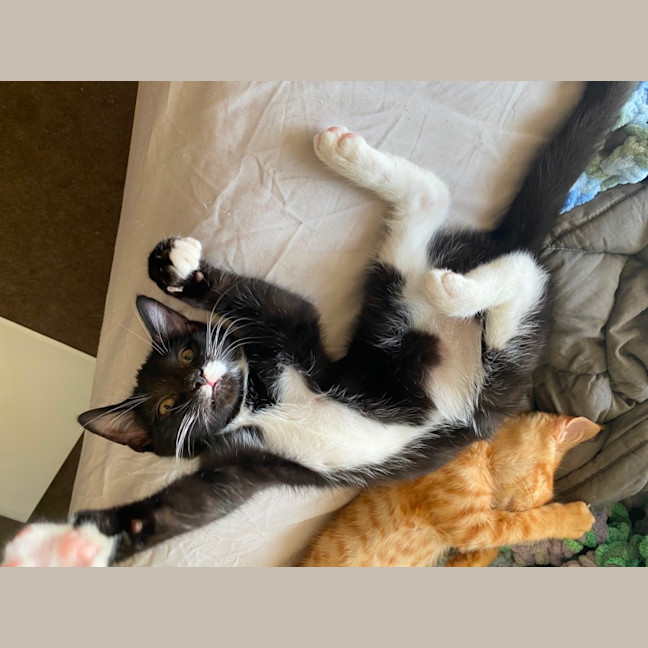 Photo of Leto **2nd Chance Cat Rescue**