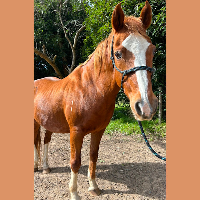 Photo of Blaze   Assisted Rehome