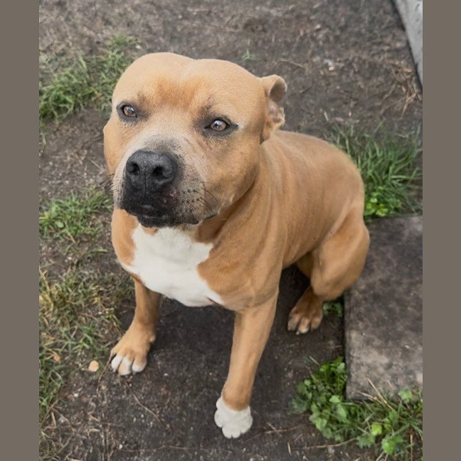 Photo of Scooby