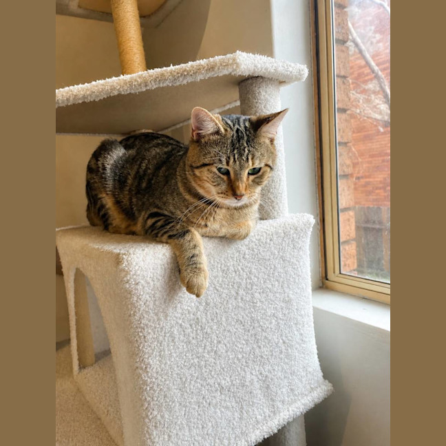 Photo of Stormy 🌩️