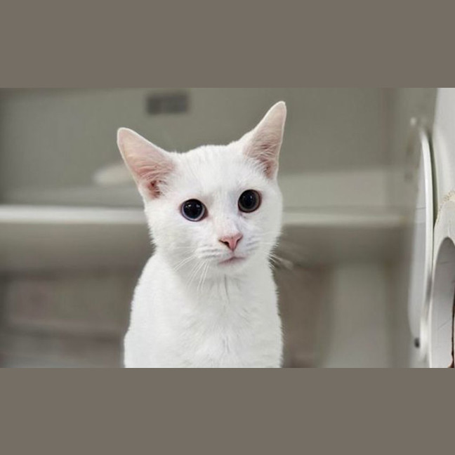 Photo of Casper
