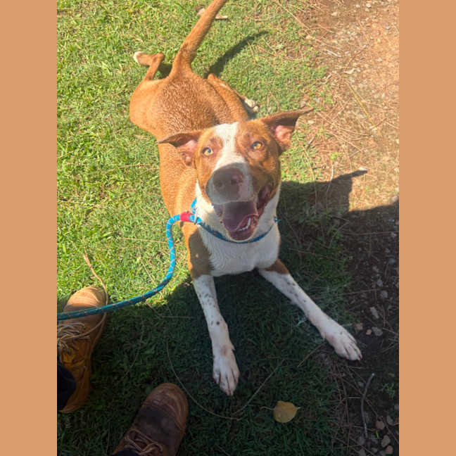 Photo of Nova