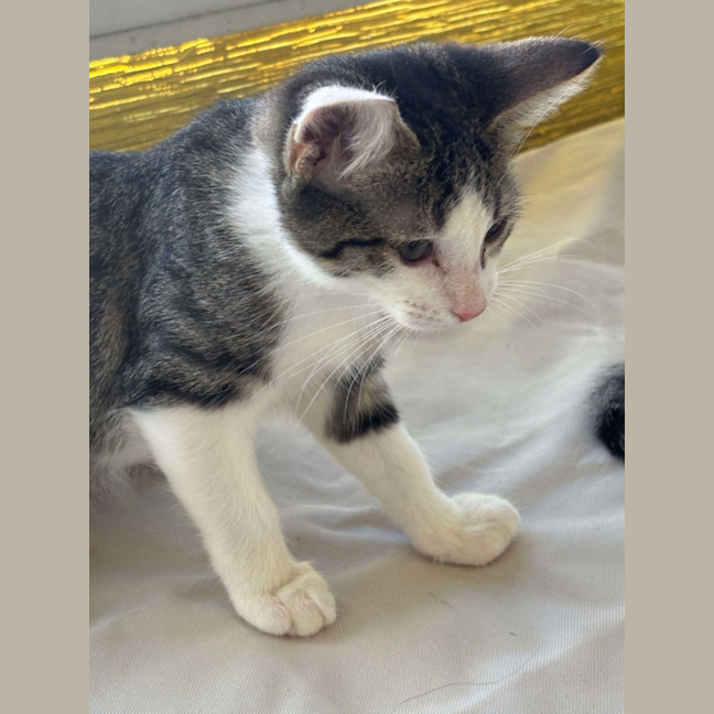 Photo of Pepsi